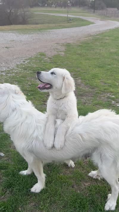Dolly, a female Great Pyrenees for sale in Weatherford, TX – 9 of 9