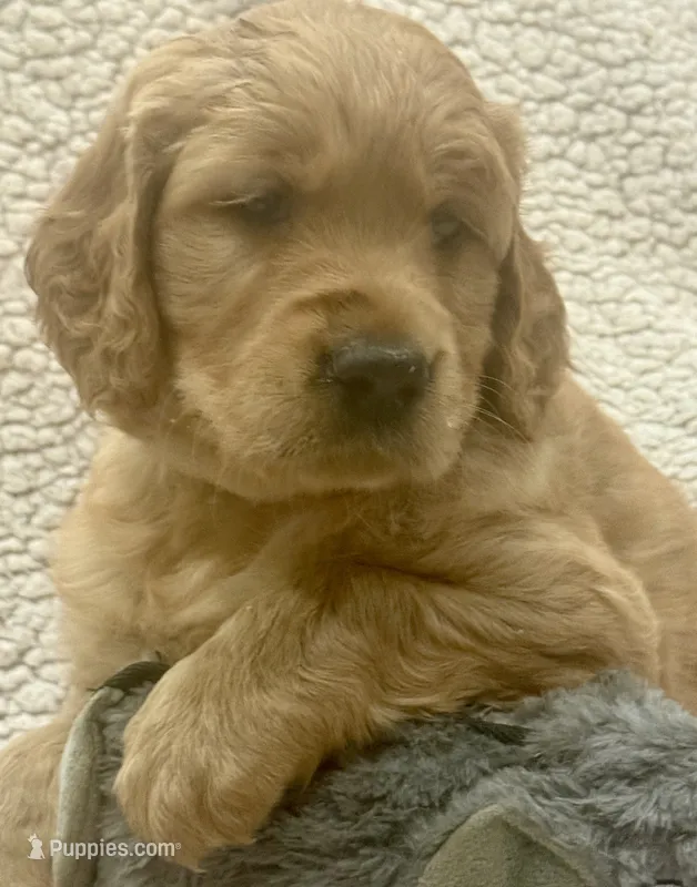 Sasha – Golden Retriever puppy for sale in Weatherford, TX