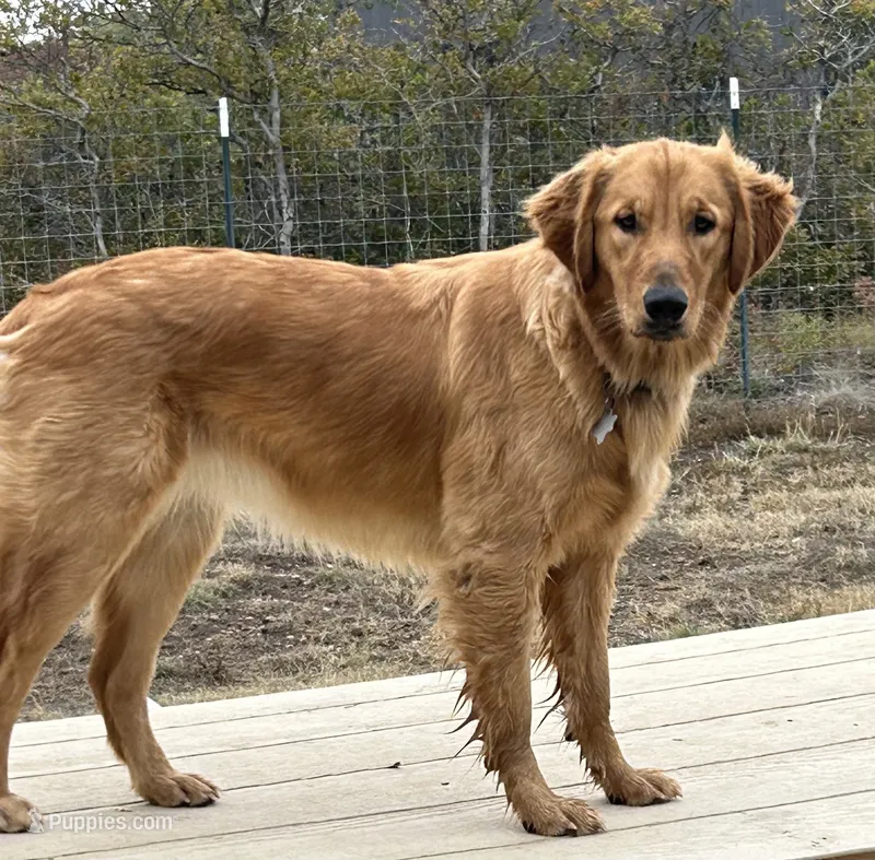 Emmylou Boldly Gold – Golden Retriever puppy for sale in Weatherford, TX