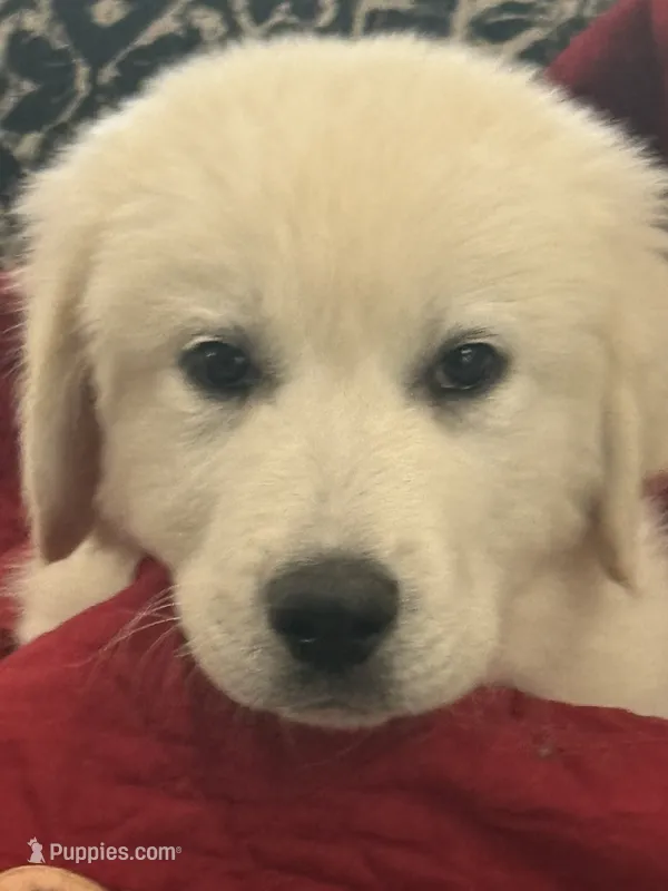 Mia – Great Pyrenees puppy for sale in Weatherford, TX