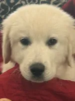 Mia, a female Great Pyrenees for sale in Weatherford, TX – 1 of 9