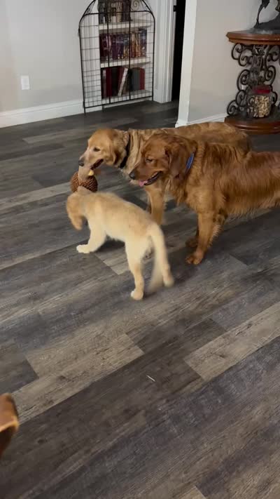 Emmylou Boldly Gold, a female Golden Retriever for sale in Weatherford, TX – 3 of 5