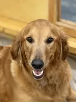 Emmylou Boldly Gold, a female Golden Retriever for sale in Weatherford, TX – 2 of 5