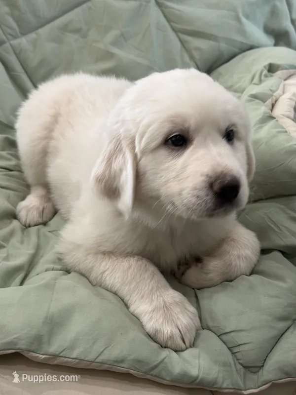 Maverick – Great Pyrenees puppy for sale in Weatherford, TX