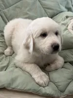 Maverick, a male Great Pyrenees for sale in Weatherford, TX – 1 of 7