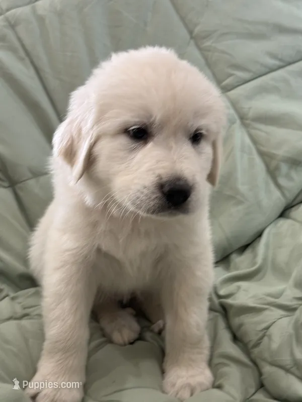 Mia – Great Pyrenees puppy for sale in Weatherford, TX