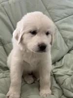 Mia, a female Great Pyrenees for sale in Weatherford, TX – 2 of 9