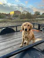 Emmylou Boldly Gold, a female Golden Retriever for sale in Weatherford, TX – 5 of 5