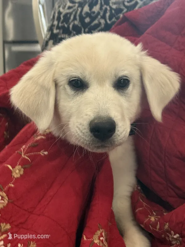 Max – Great Pyrenees puppy for sale in Weatherford, TX