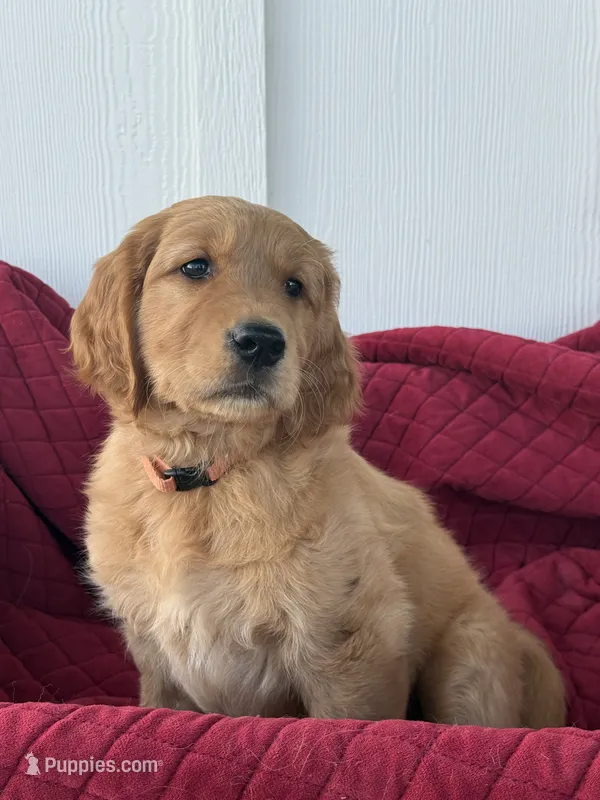 Maura – Golden Retriever puppy for sale in Weatherford, TX