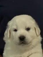 Bjorn, a male Great Pyrenees for sale in Weatherford, TX – Photo 3 of 6