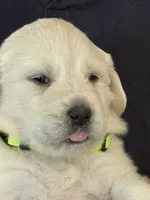 Nova, a female Great Pyrenees for sale in Weatherford, TX – Photo 2 of 5