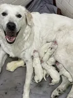 Nova, a female Great Pyrenees for sale in Weatherford, TX – Photo 3 of 5
