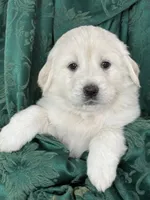 Nova, a female Great Pyrenees for sale in Weatherford, TX – Photo 1 of 5