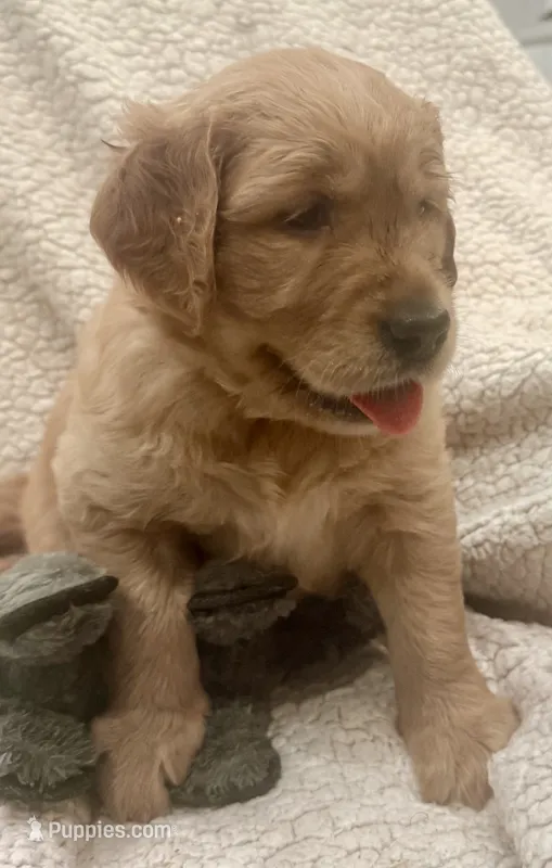 Maura – Golden Retriever puppy for sale in Weatherford, TX