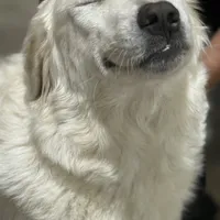 Augustus (Gus), a male Great Pyrenees for sale in Weatherford, TX – Photo 3 of 5