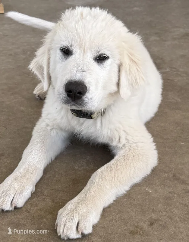 Augustus (Gus) – Great Pyrenees puppy for sale in Weatherford, TX