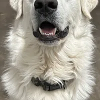 Augustus (Gus), a male Great Pyrenees for sale in Weatherford, TX – Photo 5 of 5