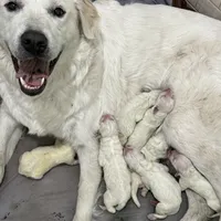 Augustus (Gus), a male Great Pyrenees for sale in Weatherford, TX – Photo 4 of 5