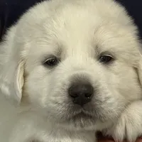 Augustus (Gus), a male Great Pyrenees for sale in Weatherford, TX – Photo 2 of 5