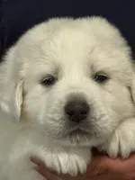 Thor, a male Great Pyrenees for sale in Weatherford, TX – Photo 1 of 4