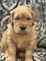 Maura, a female Golden Retriever for sale in Weatherford, TX – 2 of 5