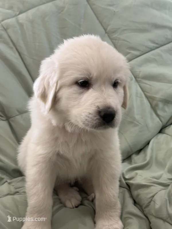 Maria – Great Pyrenees puppy for sale in Weatherford, TX