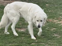 Maverick, a male Great Pyrenees for sale in Weatherford, TX – 5 of 7