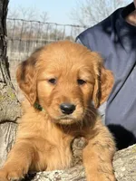 Rowan, a male Golden Retriever for sale in Weatherford, TX – Photo 2 of 5