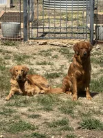 Rowan, a male Golden Retriever for sale in Weatherford, TX – Photo 5 of 5