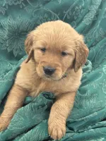 Rowan, a male Golden Retriever for sale in Weatherford, TX – Photo 3 of 5