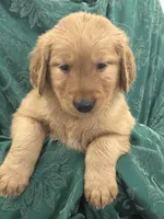 Finn, a male Golden Retriever for sale in Weatherford, TX – Photo 4 of 7