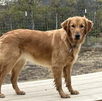 Finn, a male Golden Retriever for sale in Weatherford, TX – Photo 6 of 7
