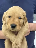 Finn, a male Golden Retriever for sale in Weatherford, TX – Photo 5 of 7