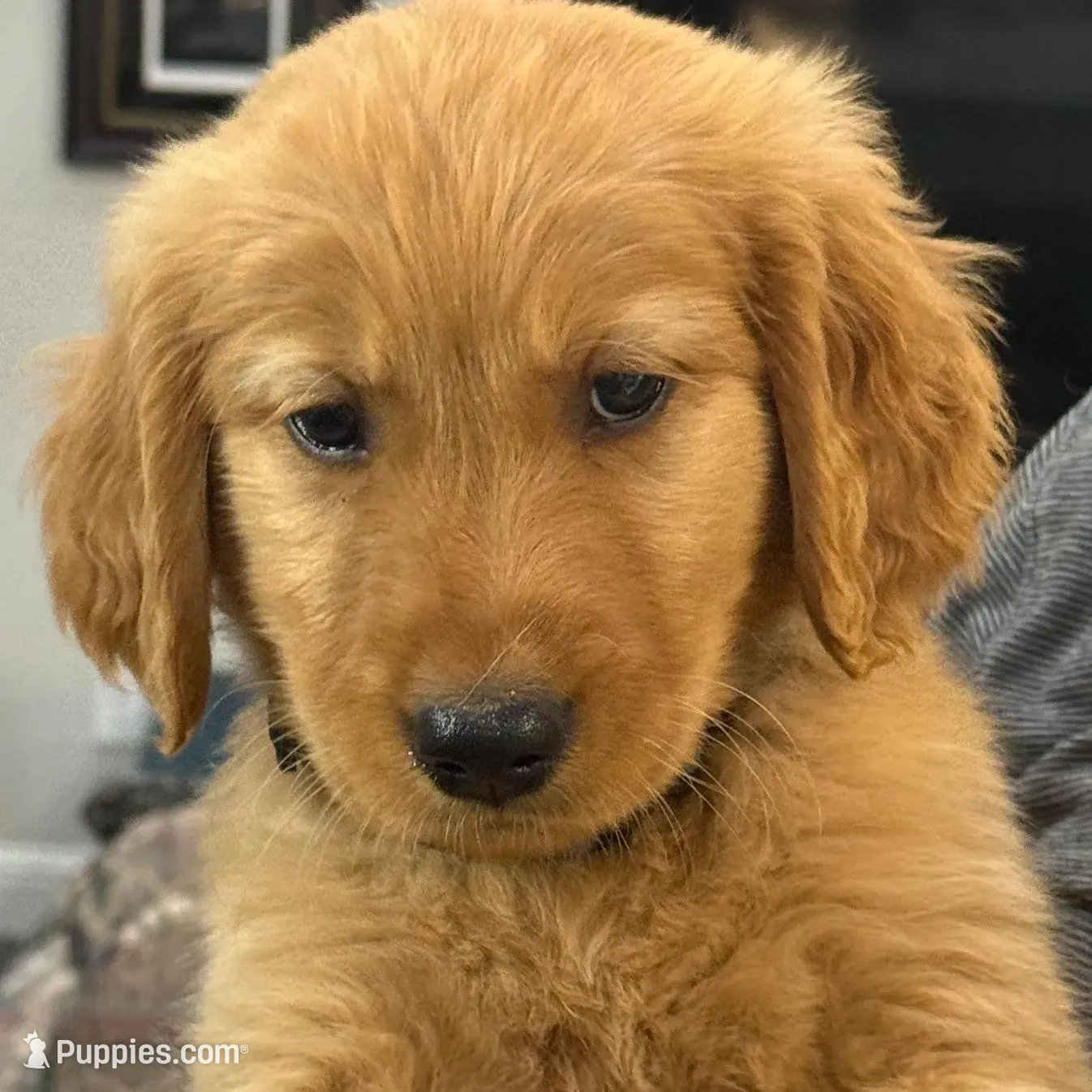 Finn, a male Golden Retriever for sale in Weatherford, TX – Photo 2 of 7