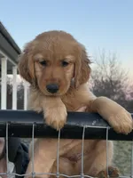 Finn, a male Golden Retriever for sale in Weatherford, TX – Photo 1 of 7