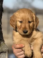 Finn, a male Golden Retriever for sale in Weatherford, TX – Photo 3 of 7