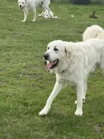 Maverick, a male Great Pyrenees for sale in Weatherford, TX – 4 of 7