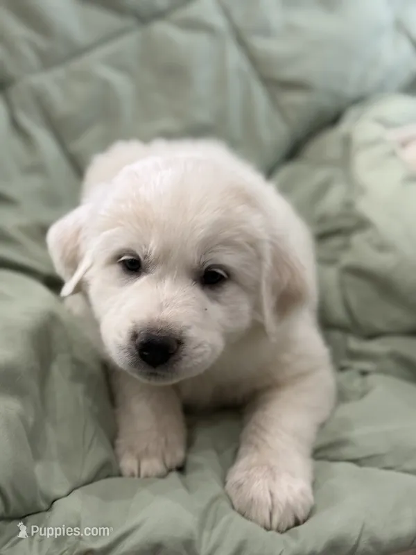 Maybelle – Great Pyrenees puppy for sale in Weatherford, TX