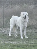 Dolly, a female Great Pyrenees for sale in Weatherford, TX – 5 of 9