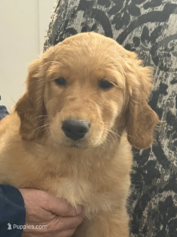 Sasha – Golden Retriever puppy for sale in Weatherford, TX