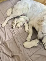 Maura, a female Great Pyrenees for sale in Weatherford, TX – 6 of 8