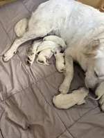 Dolly, a female Great Pyrenees for sale in Weatherford, TX – 4 of 9