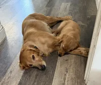 Emmylou Boldly Gold, a female Golden Retriever for sale in Weatherford, TX – 4 of 5