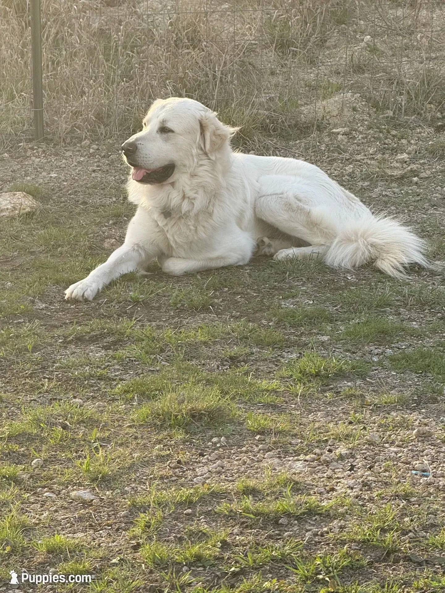 Dolly, a female Great Pyrenees for sale in Weatherford, TX – 7 of 9