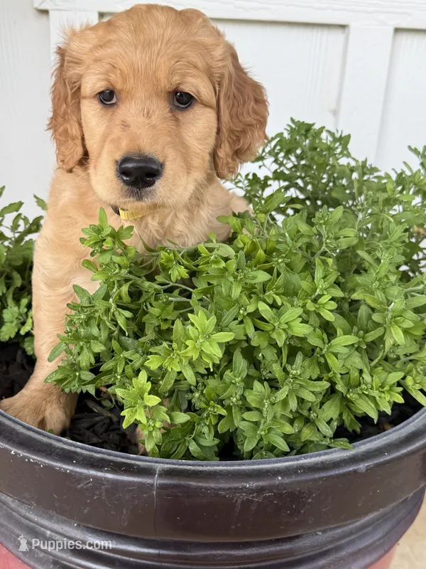 Sasha – Golden Retriever puppy for sale in Weatherford, TX