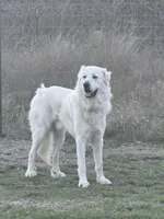 Maverick, a male Great Pyrenees for sale in Weatherford, TX – 3 of 7