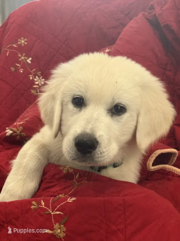 Maggie – Great Pyrenees puppy for sale in Weatherford, TX