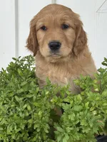 Sasha, a female Golden Retriever for sale in Weatherford, TX – 3 of 8