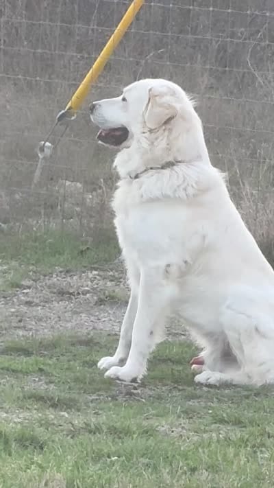 Maura, a female Great Pyrenees for sale in Weatherford, TX – 7 of 8